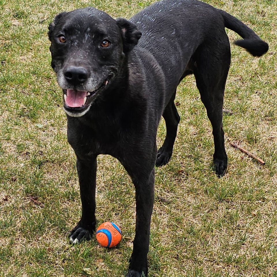 A happy black dog in the grass with an orange ball