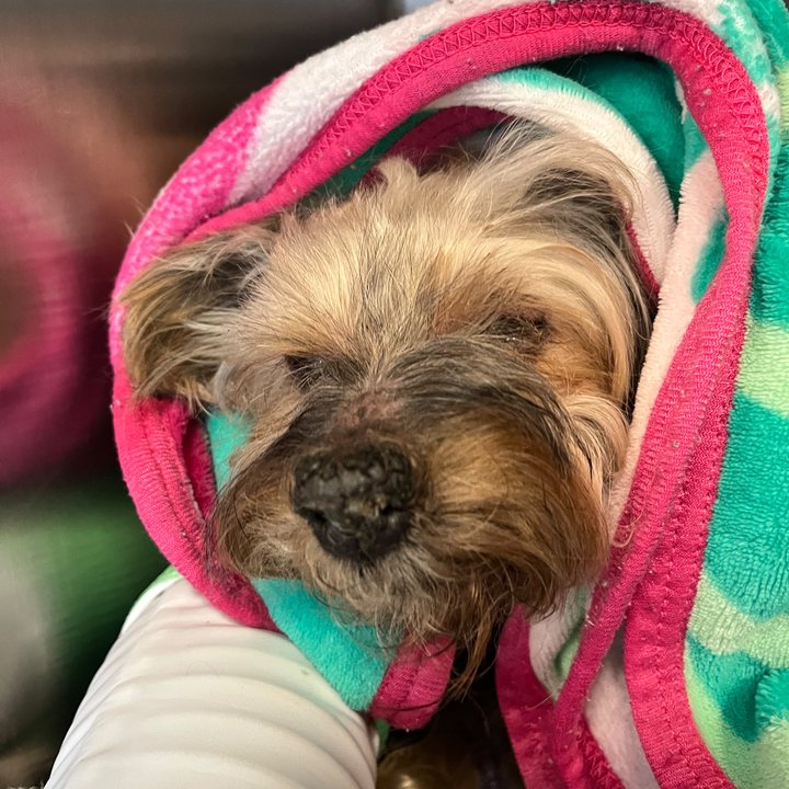 A yorkie wrapped in a towel