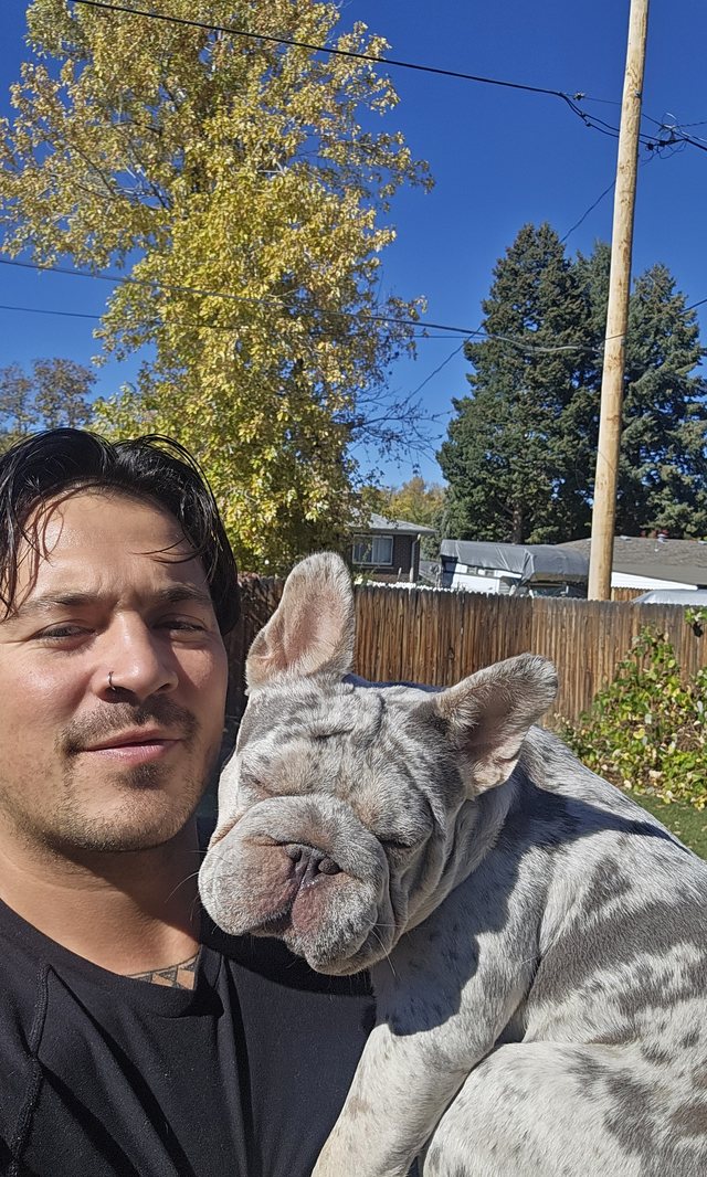 RoyDan with a merle French bulldog