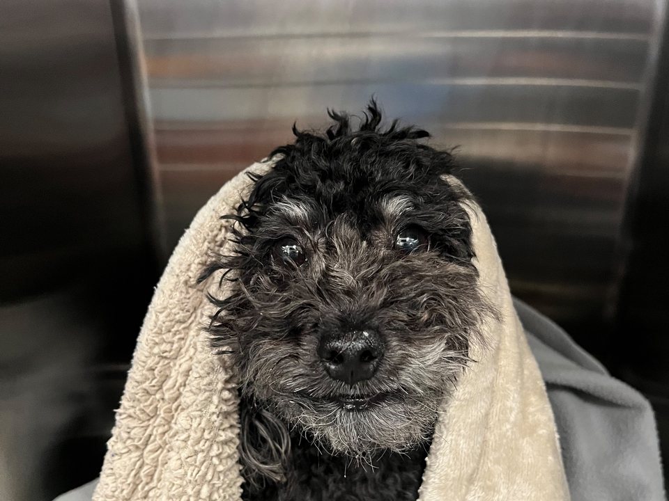 A small dog wrapped in a towel after a bath